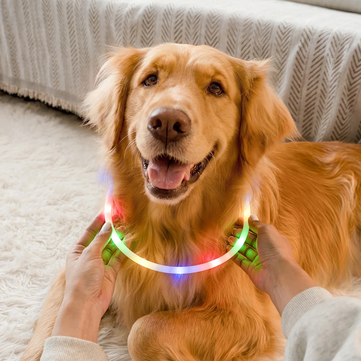 RadPaws LED Pet Collar