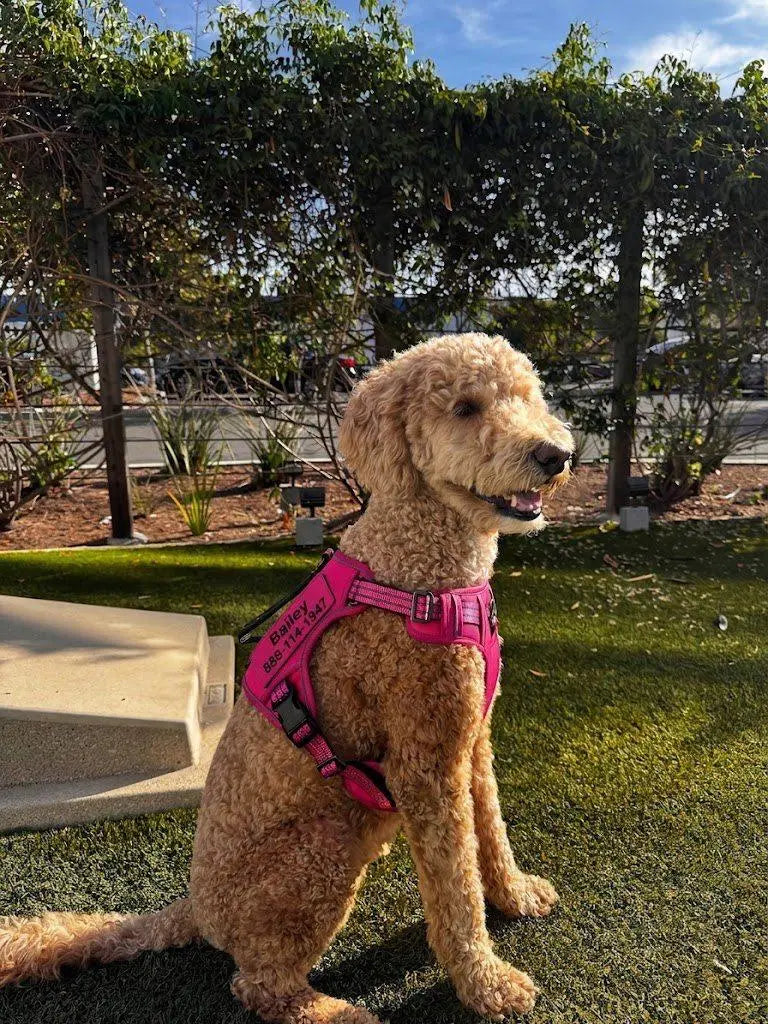 RadPaws Custom Vest