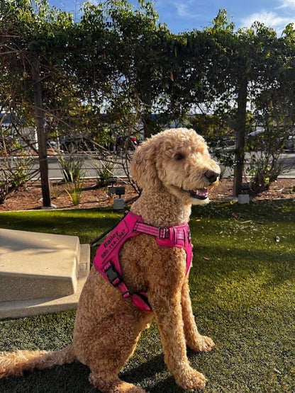 RadPaws Custom Vest