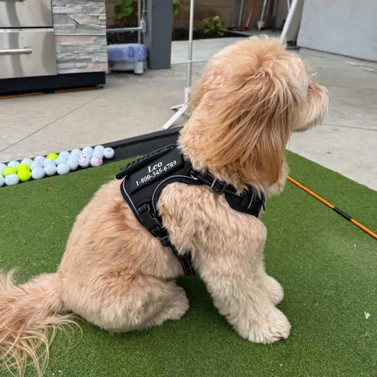 RadPaws Custom Vest