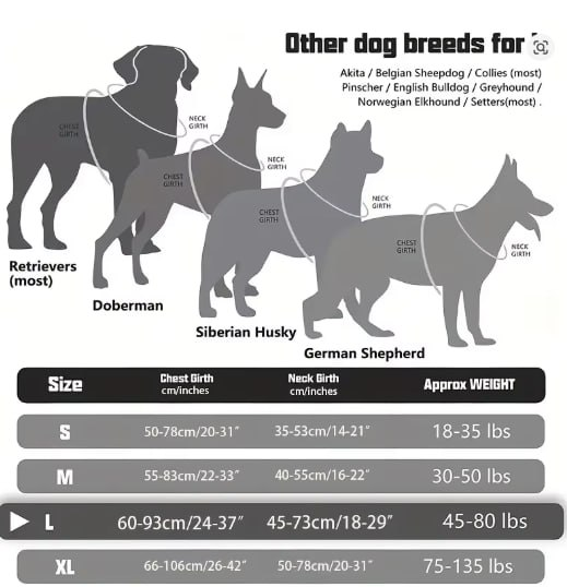 Which size fits my dog?